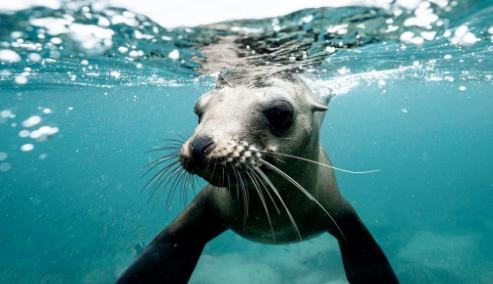 A photo of a seal underwater, taken with special equiptment during a Kids & Family Cruise