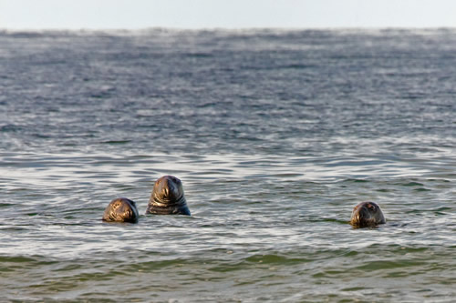Seals poking their curious heads of the water in Provincetown