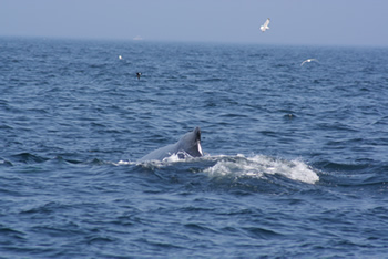 A whale in the ocean during a Whale Watching Cruise on the Beth Ann in Provincetown Massachusetts