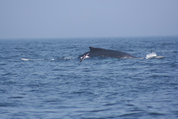 A whale viewed from the Beth Ann during a Whale Watching Cruise on Cape Cod