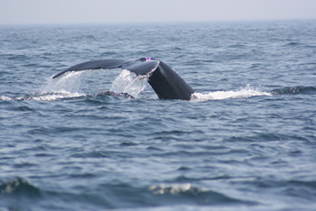A whale tail coming out of the water near the Beth Ann Charters on a Whale Watching Expedition Abord the Beth Ann
