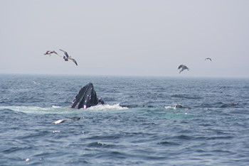 Whales with birds flying above during a private Whale Watching Cruise aboard the Beth Ann
