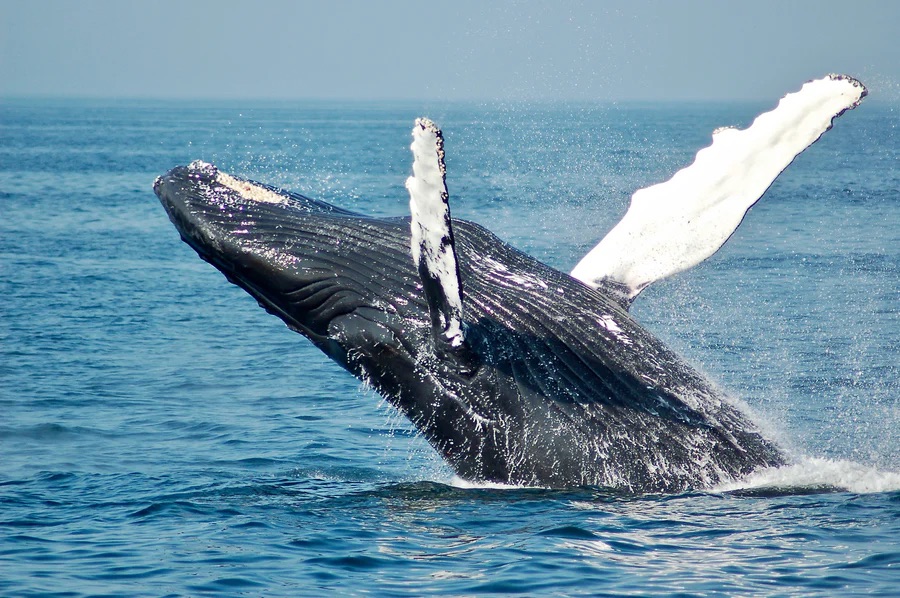 A humpback whale breaching viewed from the Beth Ann in Provincetown