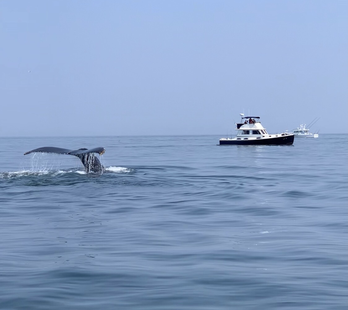 A spectacular view of a whale's tail during a whale watching cruise in Provincetown