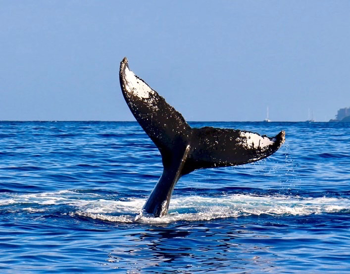 A whale's tail sticks out of the water during a whale watching cruise aboard The Beth Ann