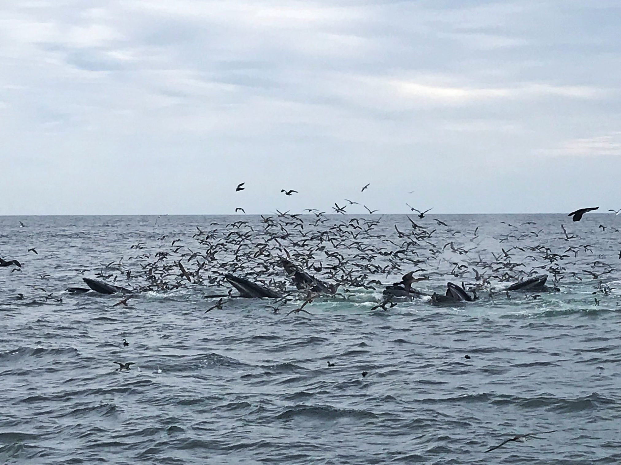 Birds flying above whales feeding off Provincetown on Cape Cod