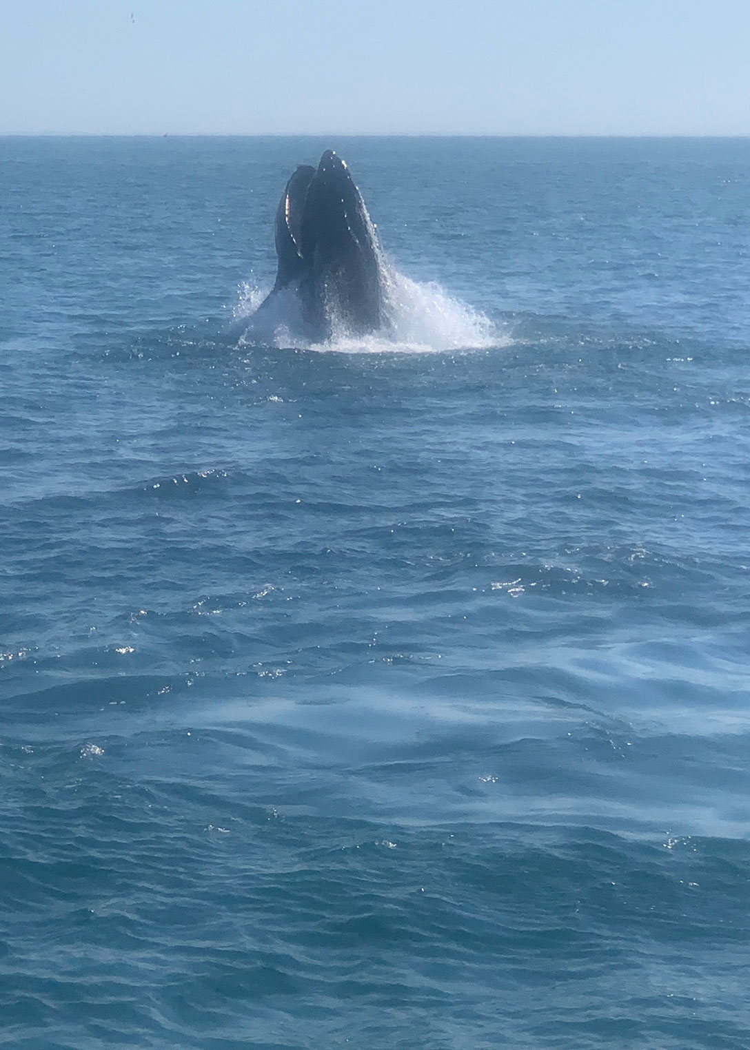 A whale breaching off Provincetown during a whale watching cruise aboard The Beth Ann