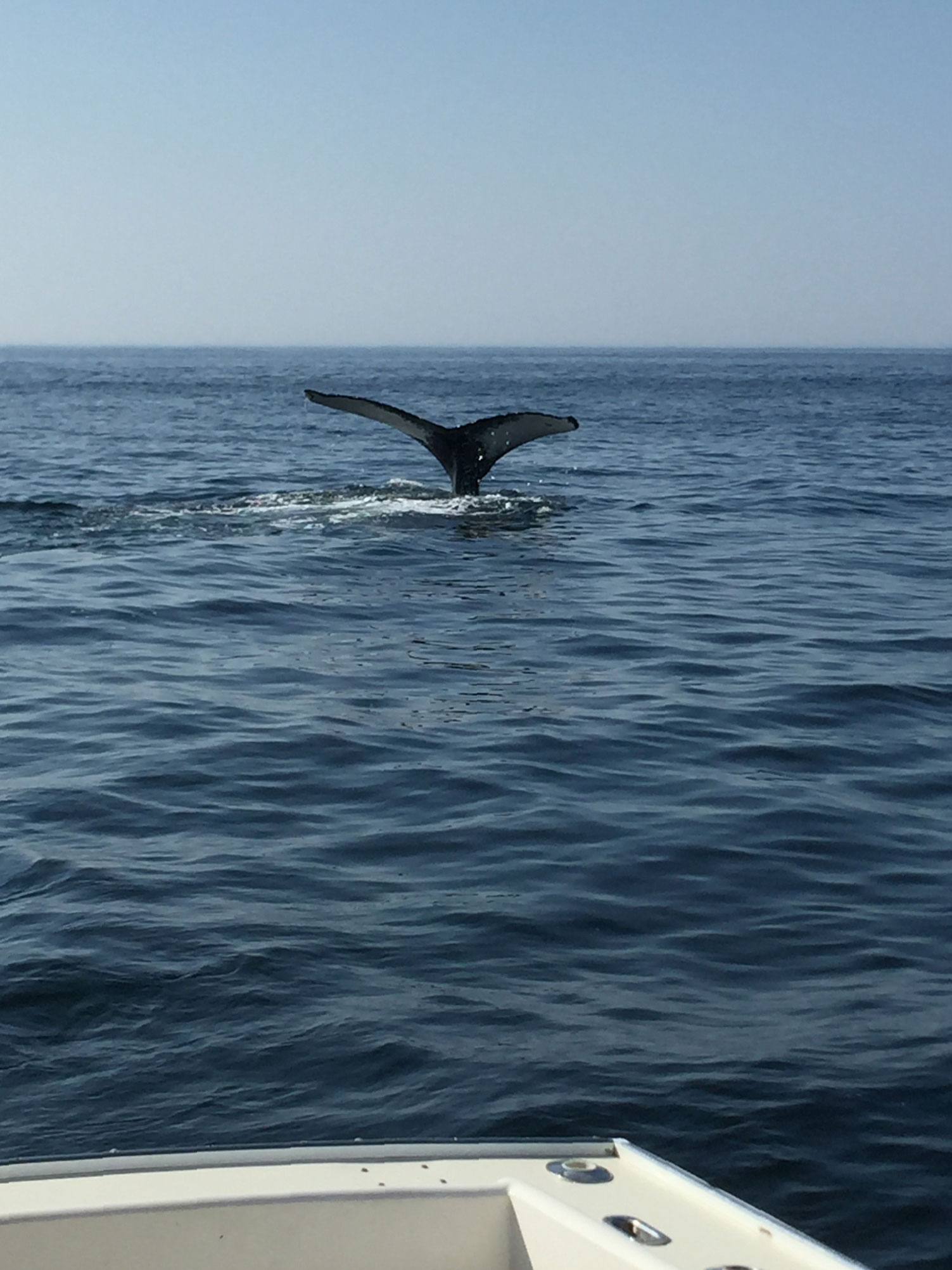 A whale's tail coming out of the water off Provincetown on Cape Cod
