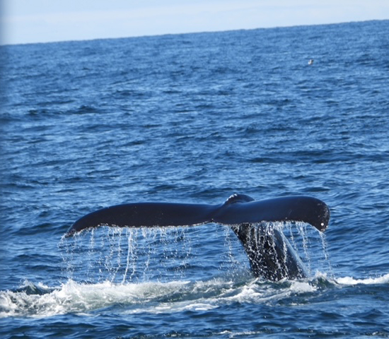 A whale fluking, or showing its tail before diving deep as seen from Beth Ann Carters in provincetown