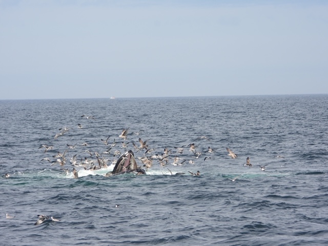Hungry seagulls at the water's surface with humpback whale emerging from water as seen from Beth Ann Carters