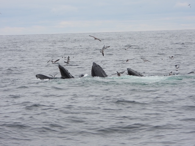 Whales feeding at the surface with seagulls as seen from Beth Ann Carters in provincetown