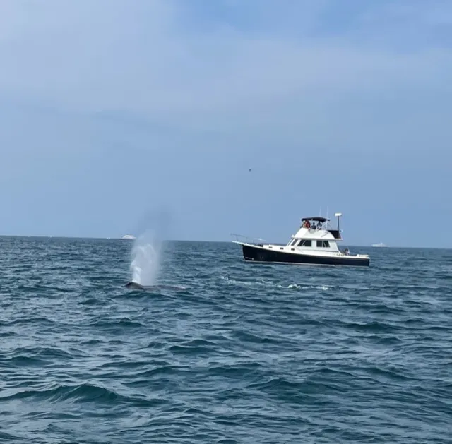 Whale spouts off the coast of Cape Cod with 360 view for whale watchers.