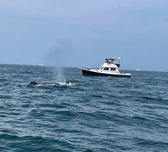 Whale watching off of Provincetown, Cape Cod